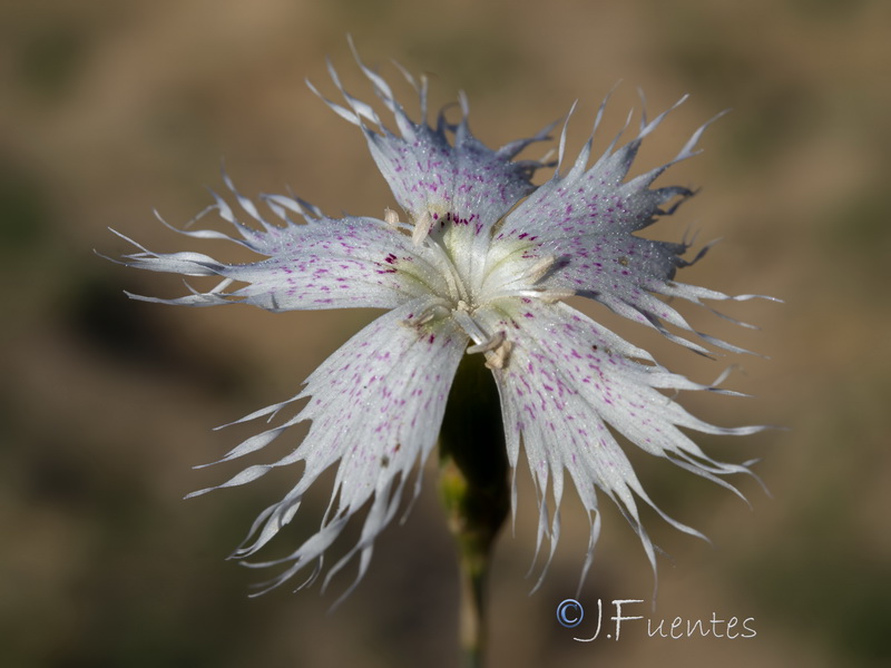 Dianthus inoxianus.06