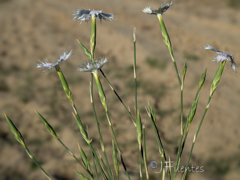 Dianthus inoxianus.07