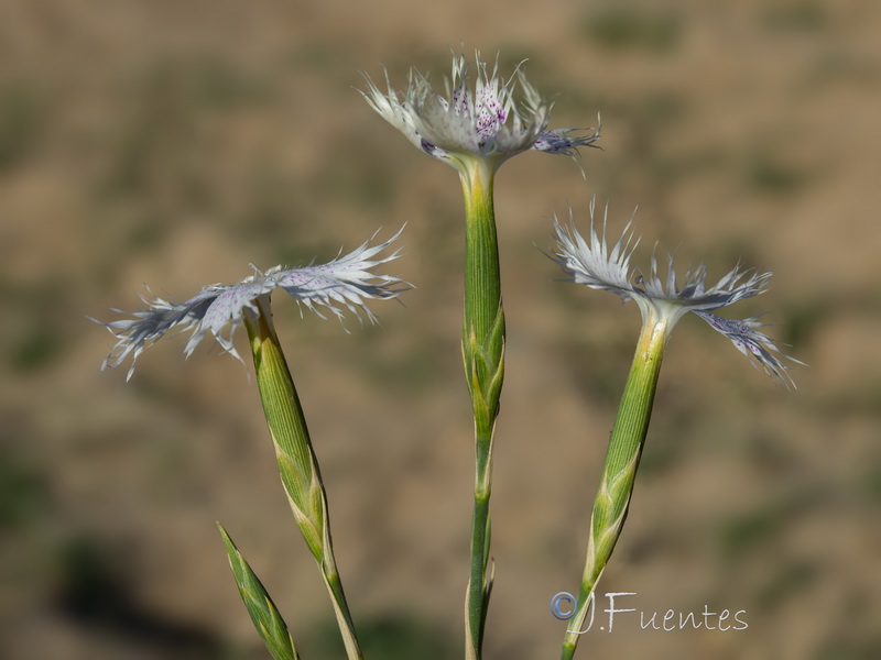 Dianthus inoxianus.08