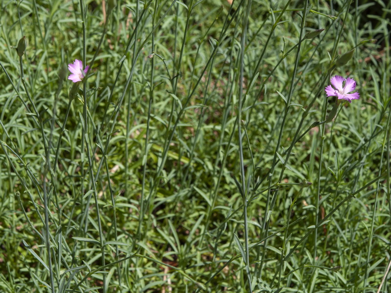 Dianthus lusitanus.01