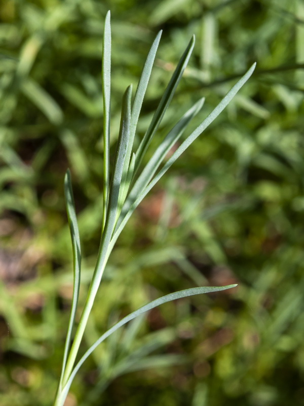 Dianthus lusitanus.02