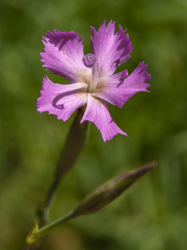 Dianthus lusitanus.03