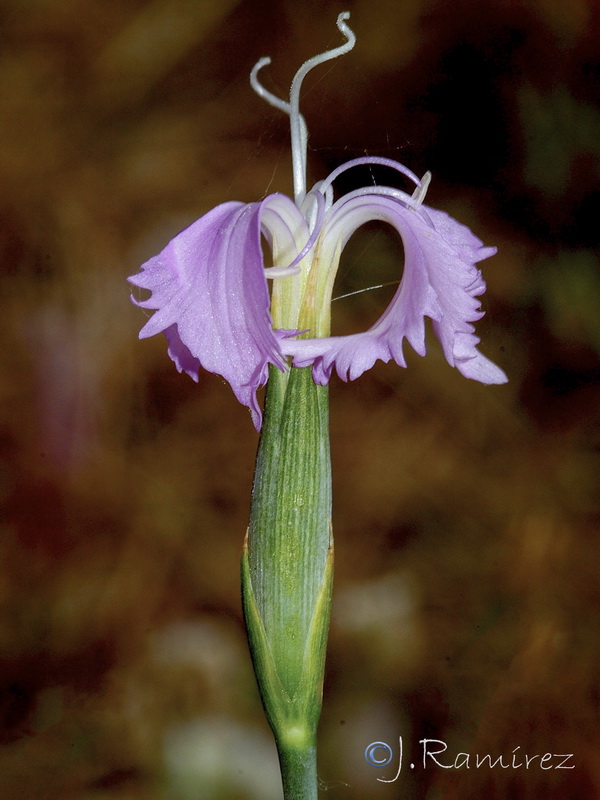 ianthus lusitanus.08