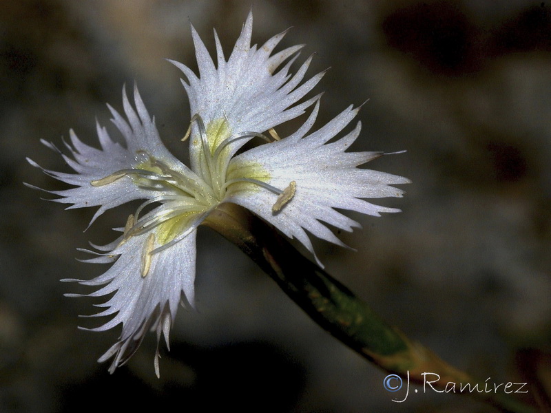 ianthus lusitanus.09