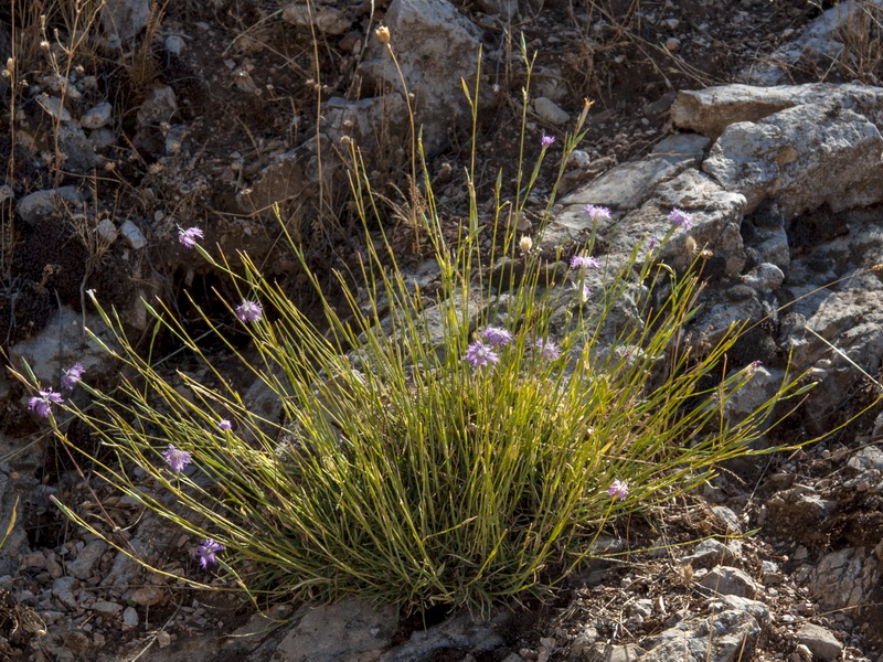 Dianthus subbaeticus.01