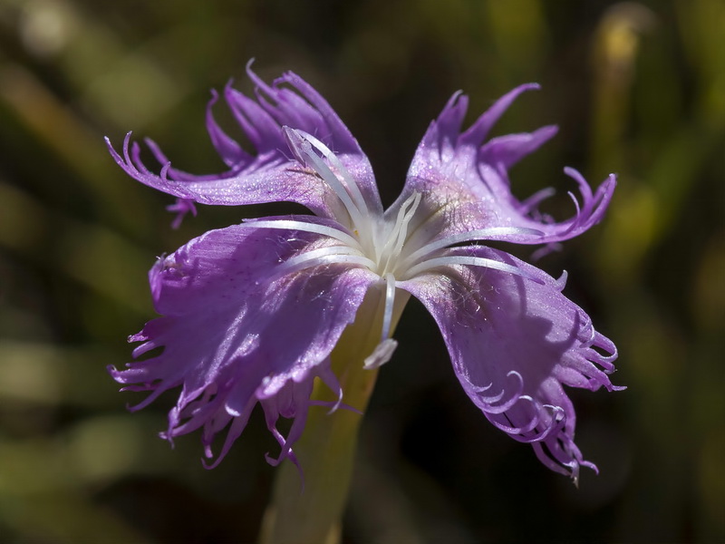 Dianthus subbaeticus.03