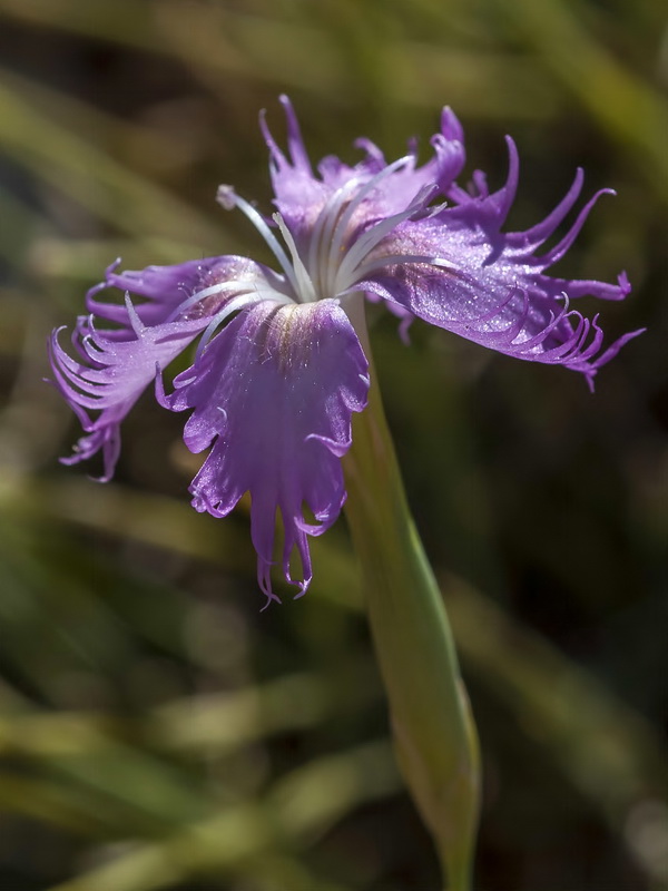 Dianthus subbaeticus.05