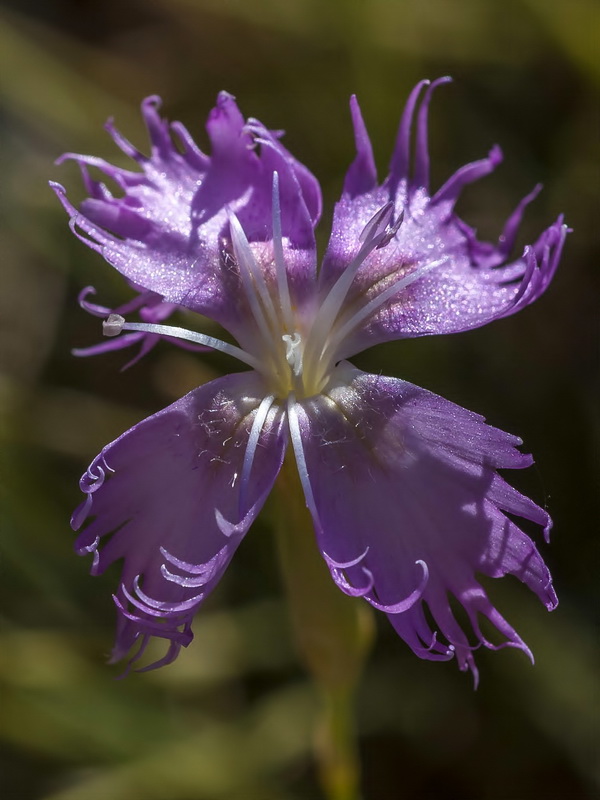 Dianthus subbaeticus.06