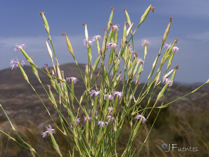 Dianthus subbaeticus.13