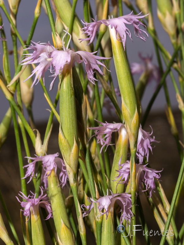 Dianthus subbaeticus.15