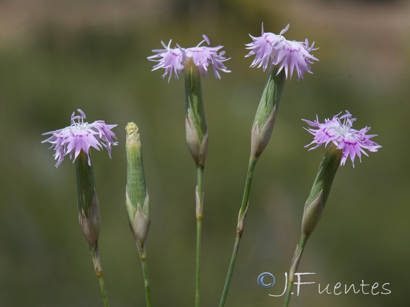 Dianthus subbaeticus.16