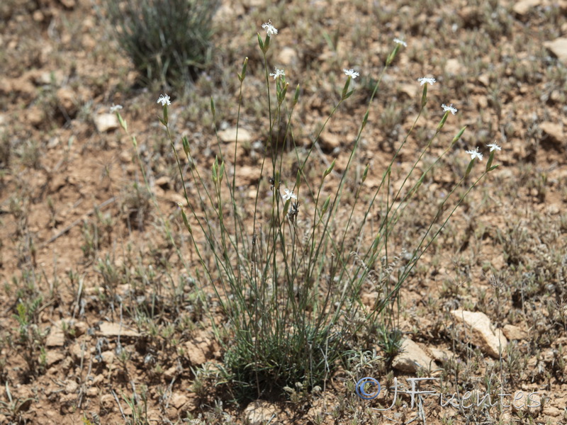 Dianthus subbaeticus.17