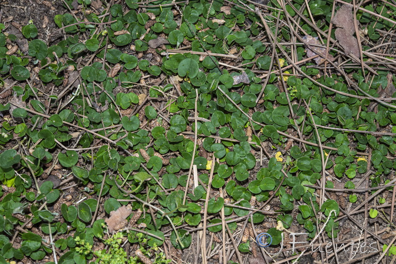 Dichondra micrantha.10