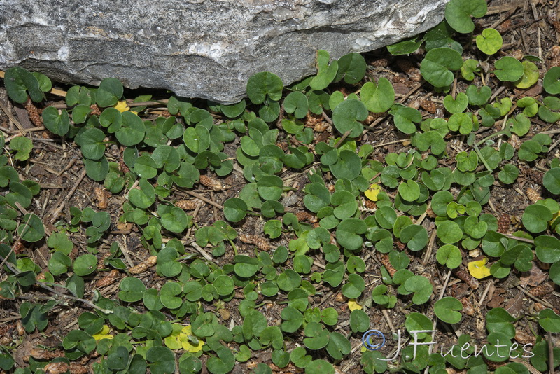 Dichondra micrantha.11