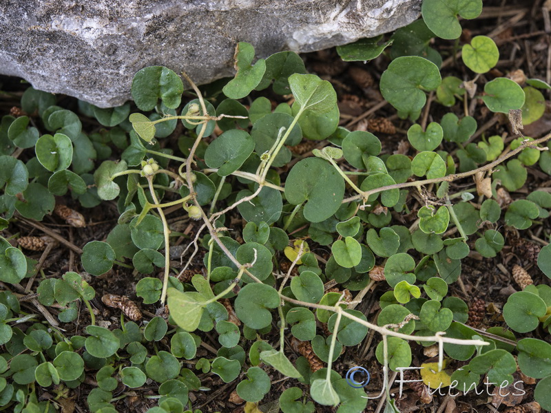 Dichondra micrantha.12