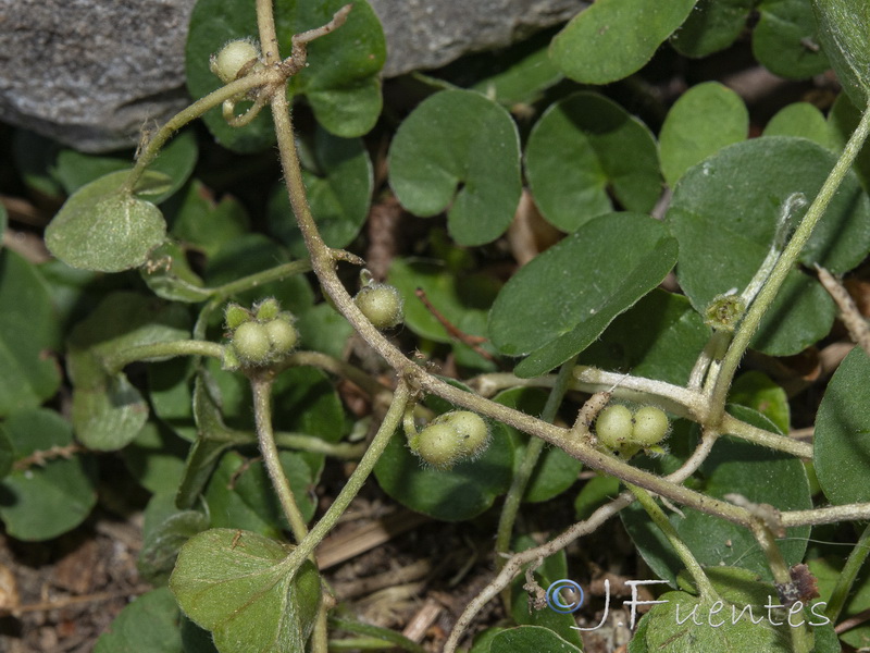 Dichondra micrantha.14