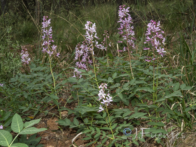 Dictamnus albus.01