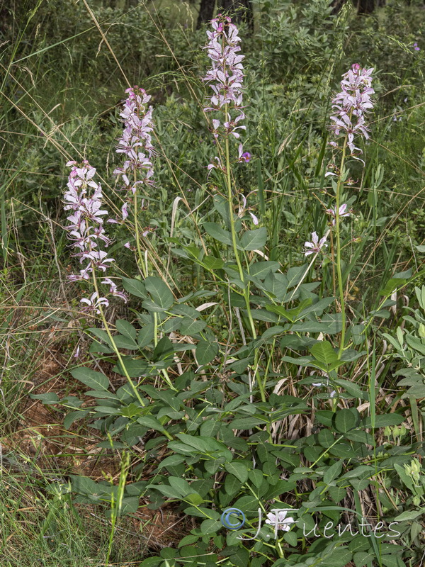 Dictamnus albus.04