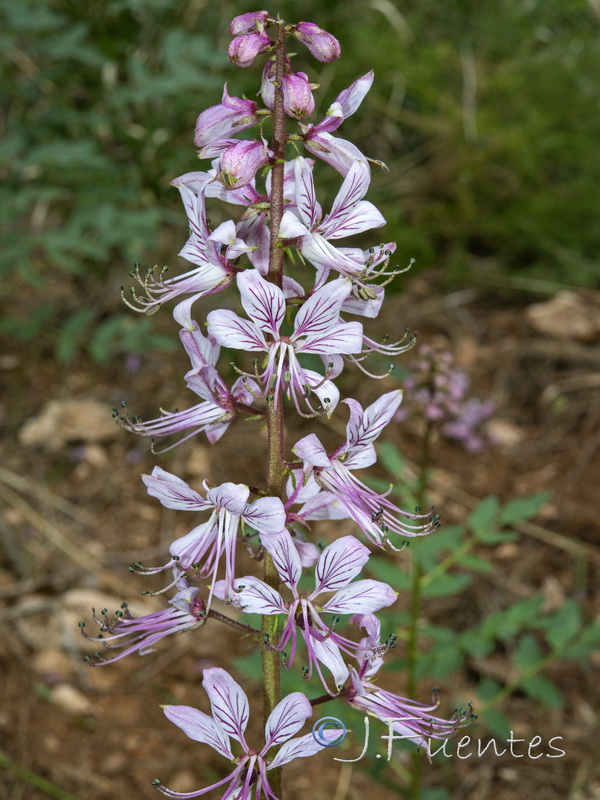 Dictamnus albus.07