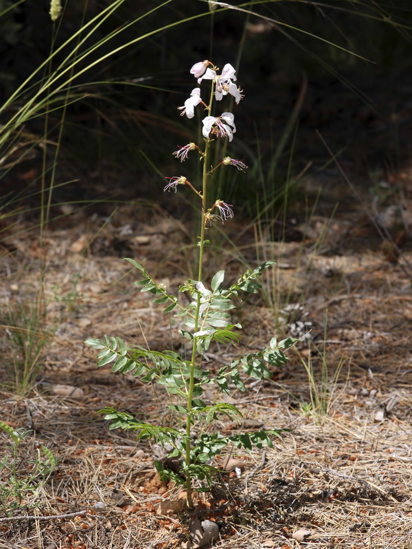 Dictamnus hispanicus .01