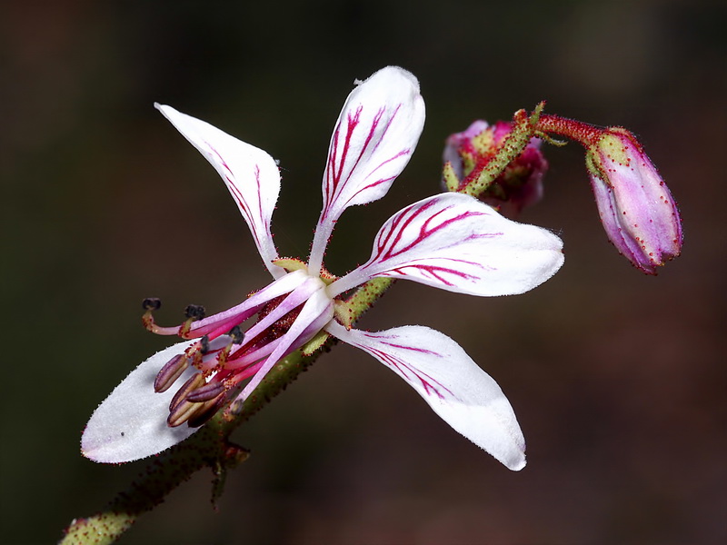 Dictamnus hispanicus .09