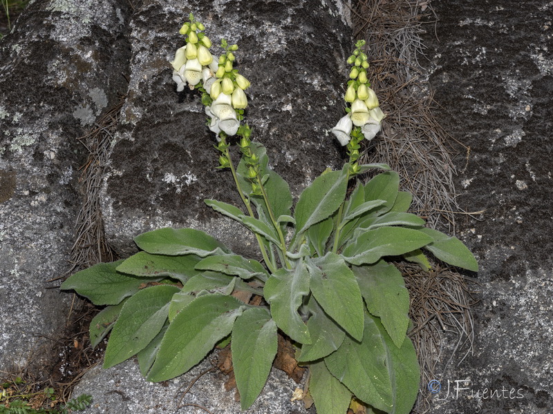 Digitalis mariana heywoodii.01