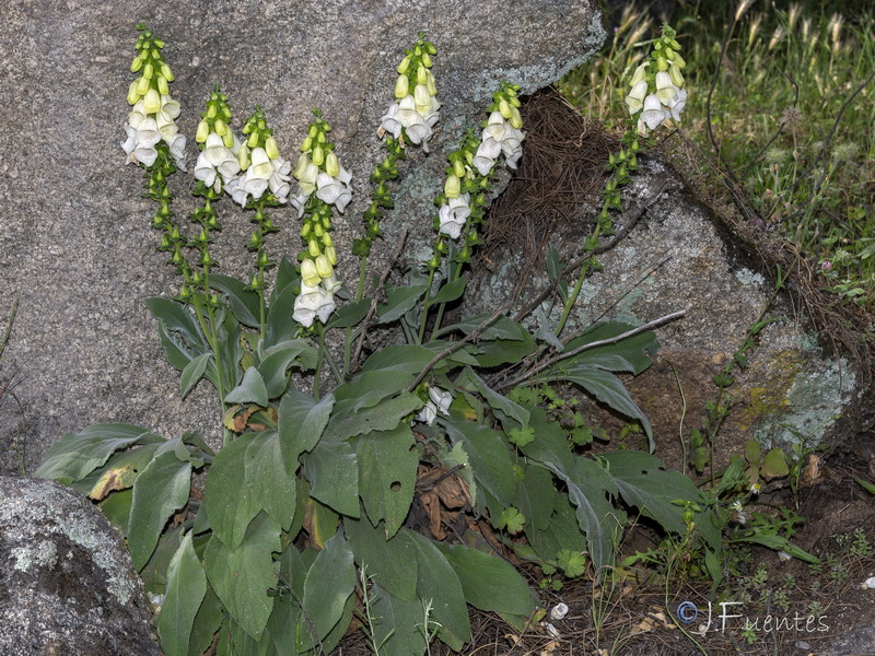 Digitalis mariana heywoodii.02