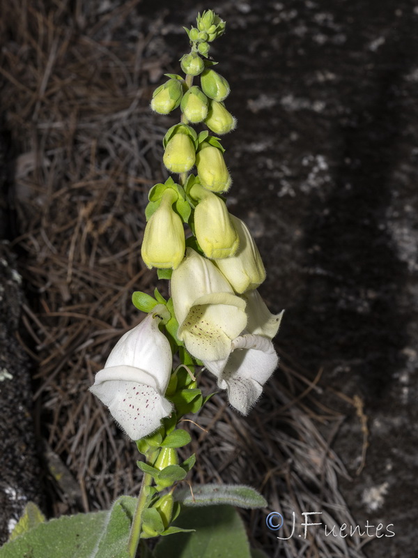 Digitalis mariana heywoodii.06