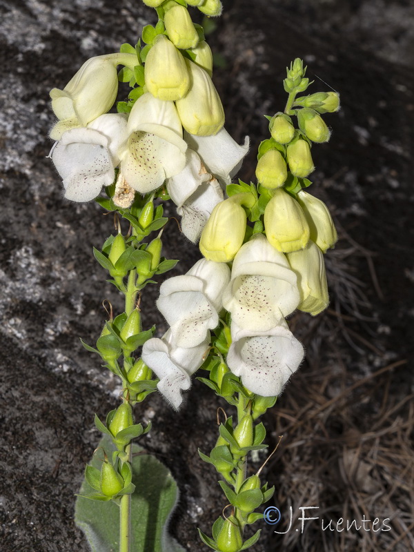 Digitalis mariana heywoodii.07