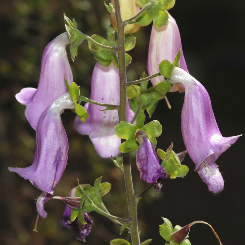 Digitalis mariana mariana.07