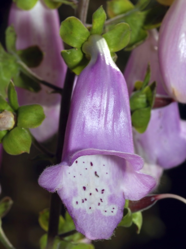 Digitalis mariana mariana.09