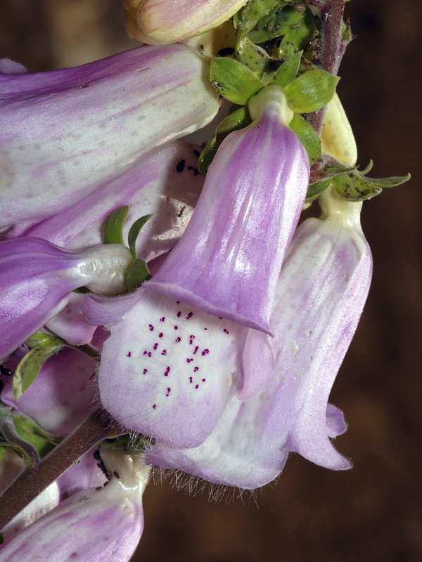 Digitalis mariana mariana.12