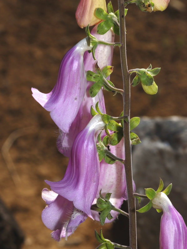 Digitalis mariana mariana.14