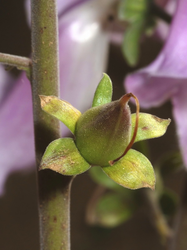 Digitalis mariana mariana.17