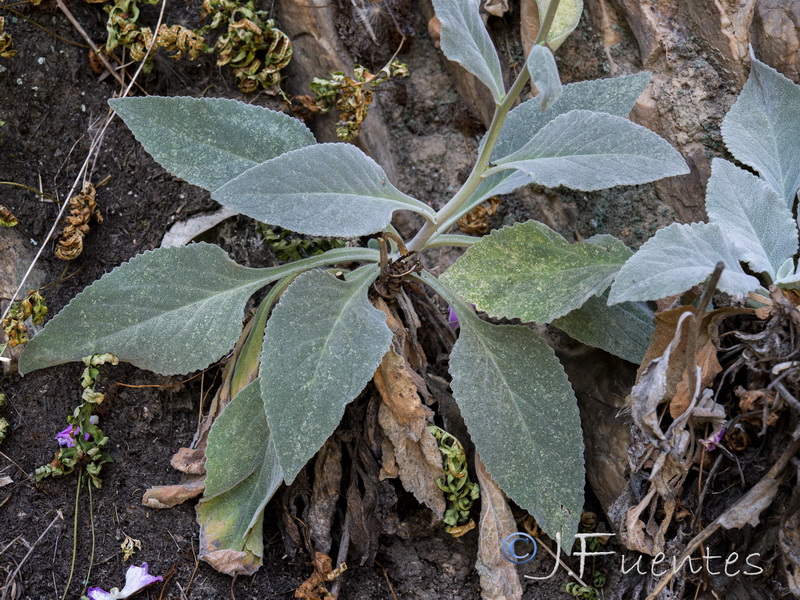 Digitalis mariana mariana.03