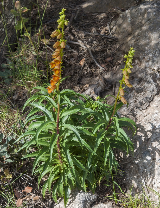Digitalis obscura laciniata.01