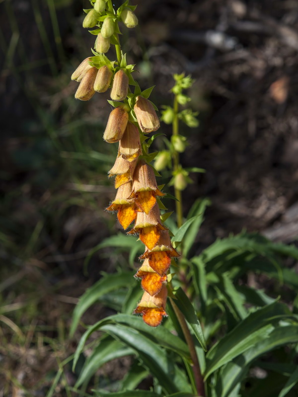 Digitalis obscura laciniata.07