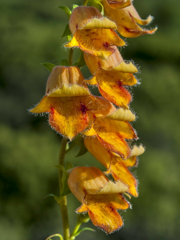 Digitalis obscura laciniata.11
