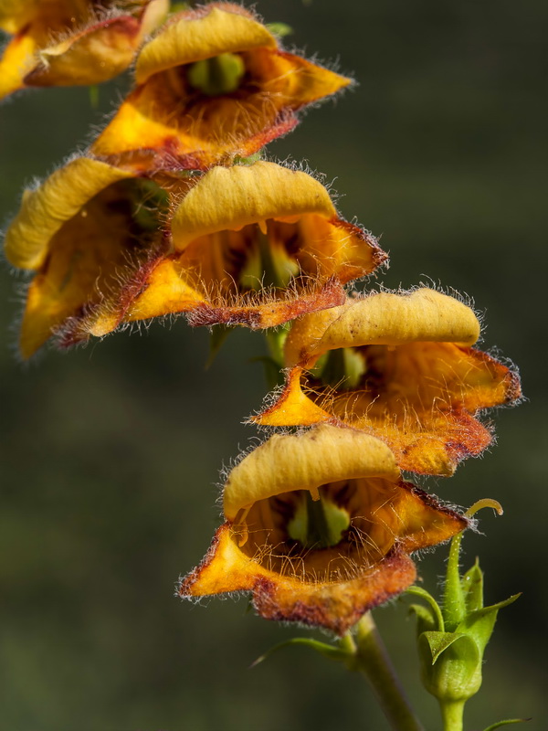 Digitalis obscura laciniata.12