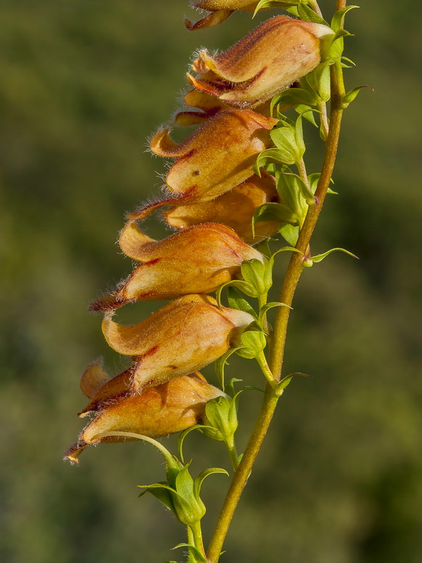 Digitalis obscura laciniata.14