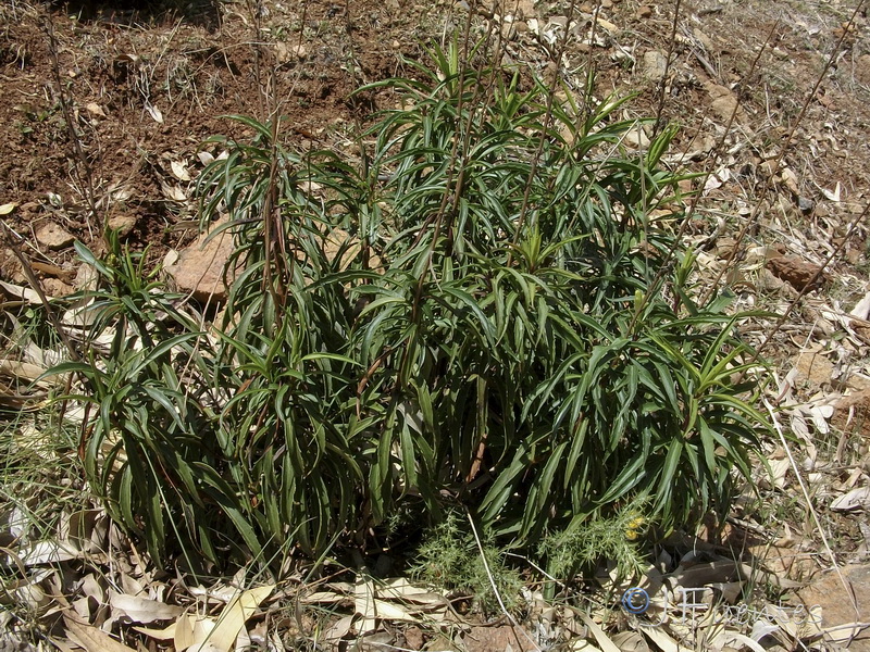 Digitalis obscura laciniata.19