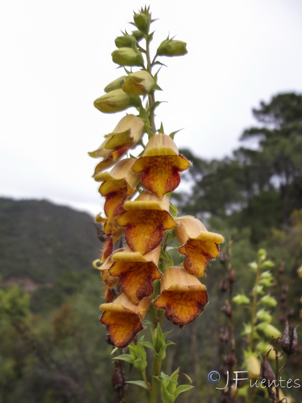 Digitalis obscura laciniata.22