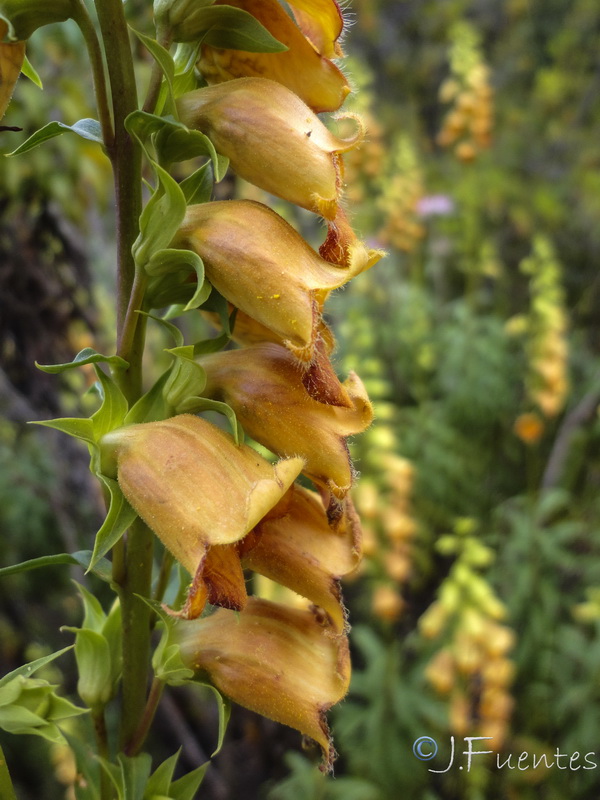 Digitalis obscura laciniata.23