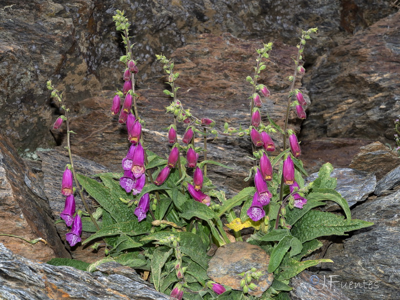 Digitalis purpurea purpurea.20