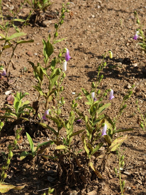 Digitalis thapsi.01
