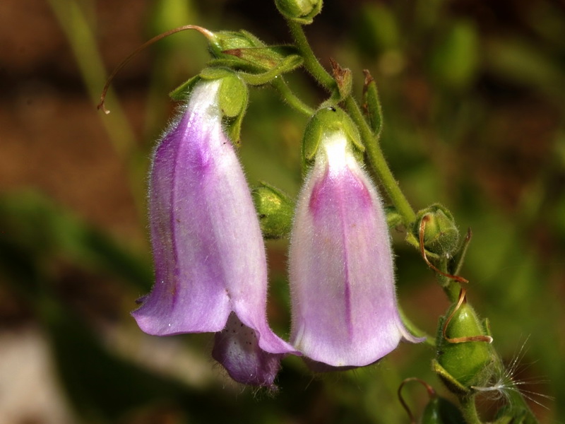 Digitalis thapsi.05