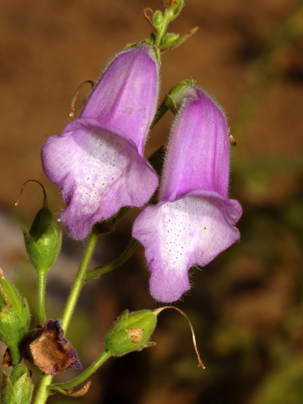 Digitalis thapsi.03