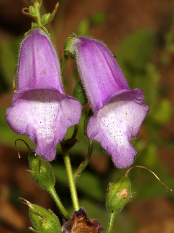 Digitalis thapsi.06