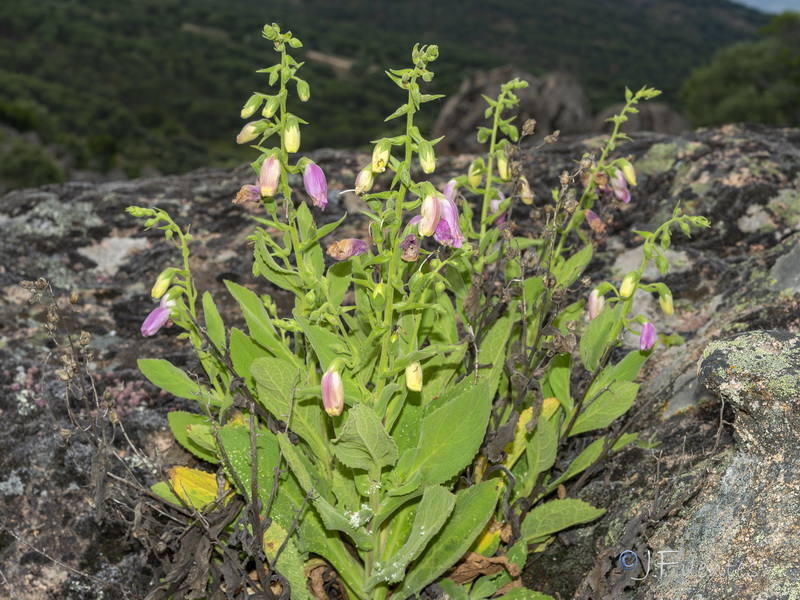Digitalis thapsi.09
