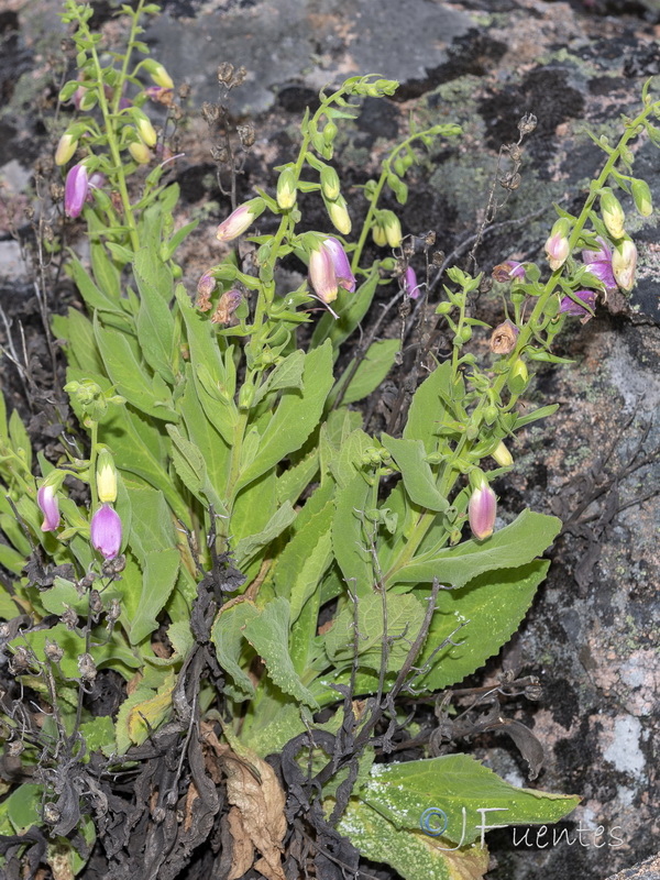Digitalis thapsi.10